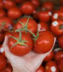 Best Tomato Timer - Definitiveinfo