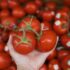 Best Tomato Timer - Definitiveinfo